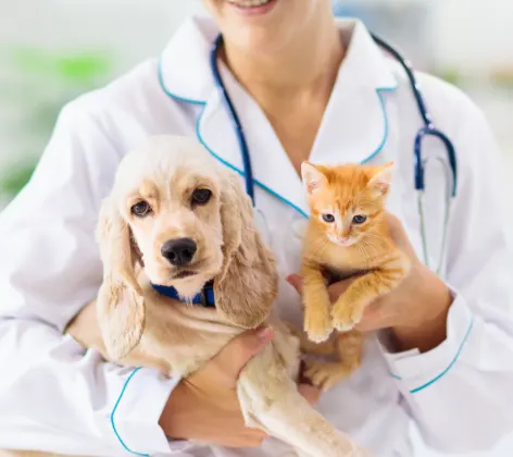 Dog and cat being held by staff member 